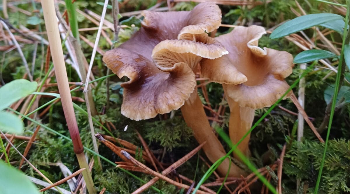 Sieni- ja raamattukurssi