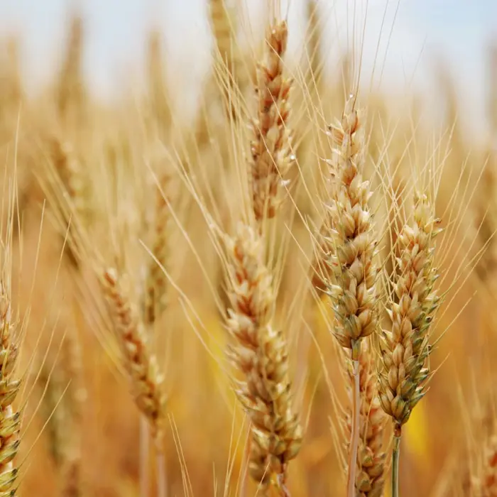 Featured image for “Perheen hajottaja”