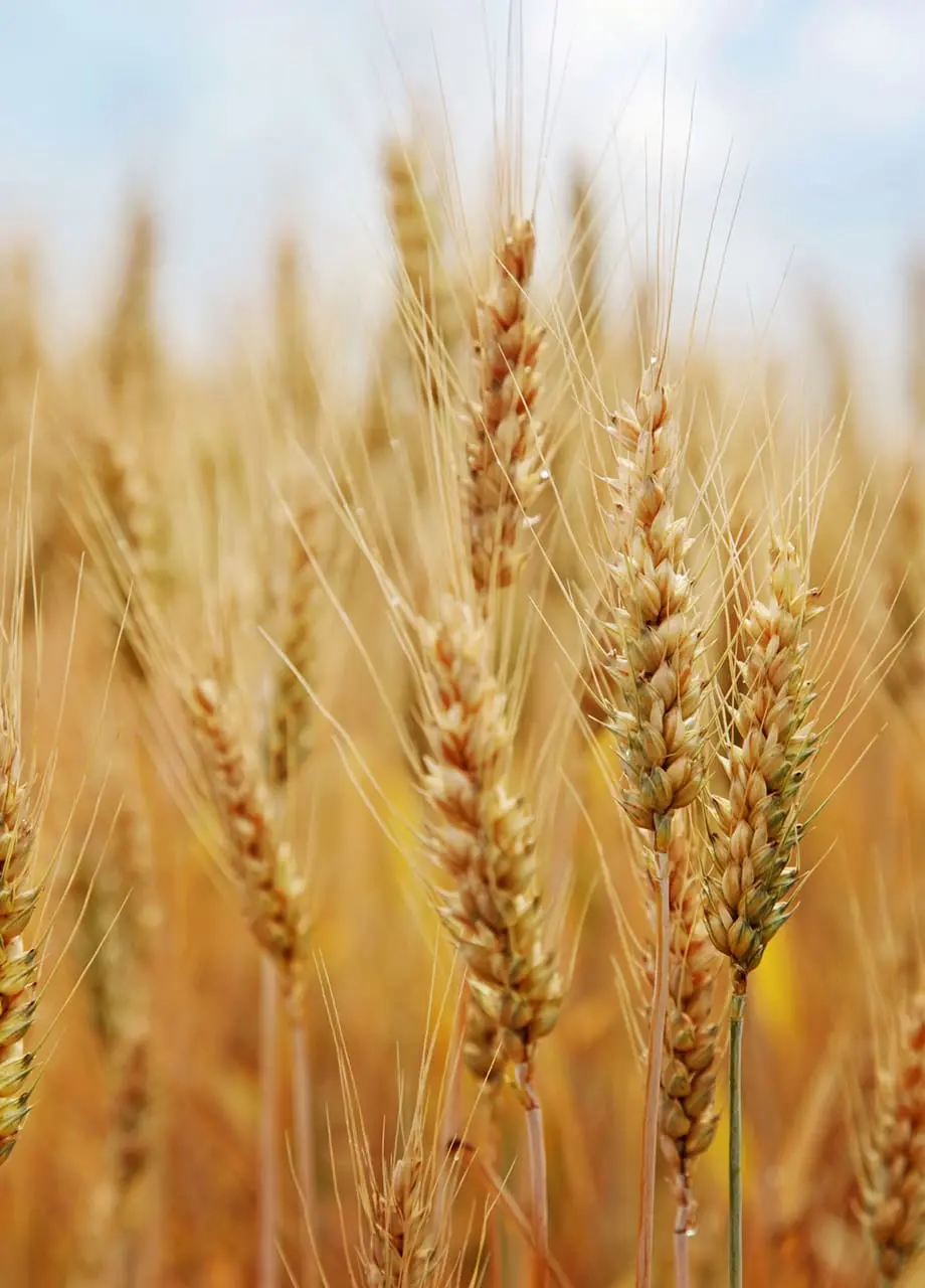 Featured image for “Perheen hajottaja”