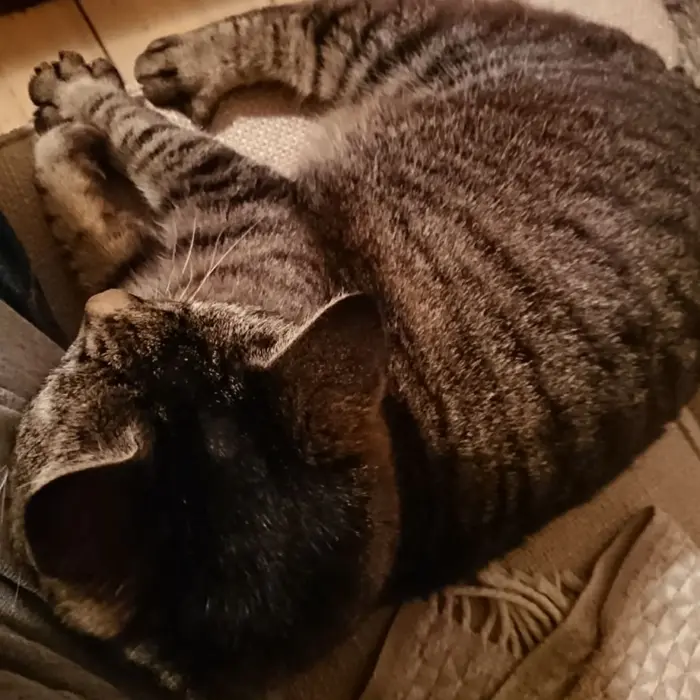 Featured image for “Kissasta ja läheisyydestä”