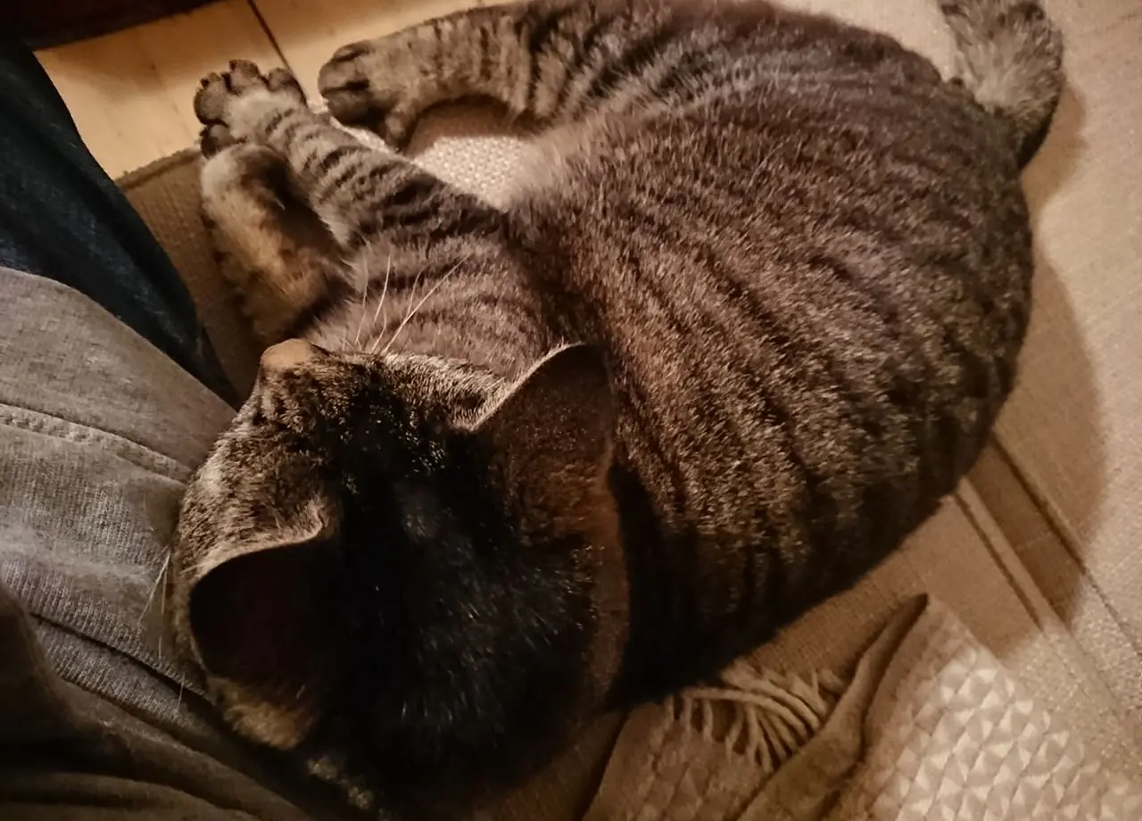 Featured image for “Kissasta ja läheisyydestä”