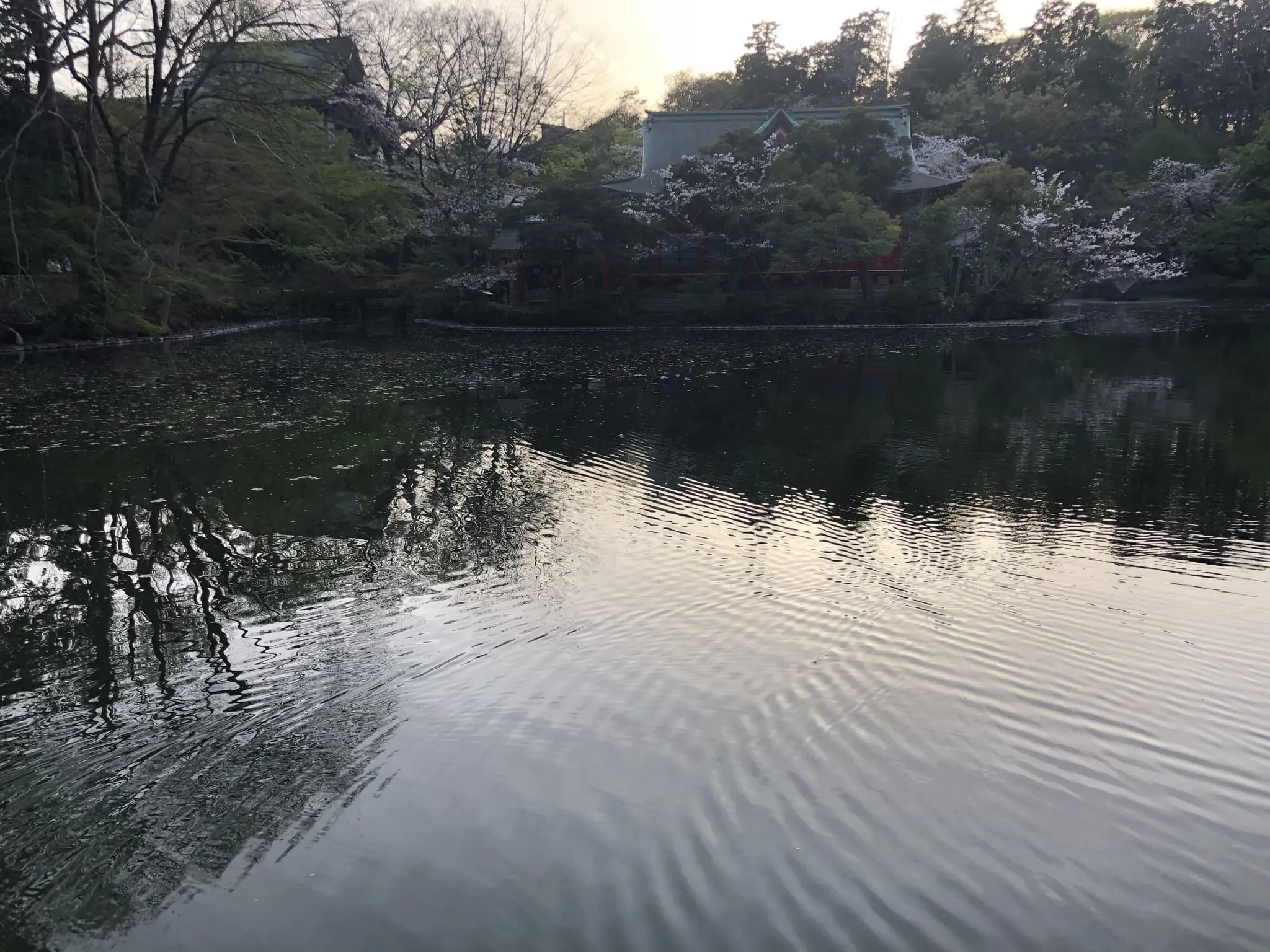 Featured image for “Rauha teille”