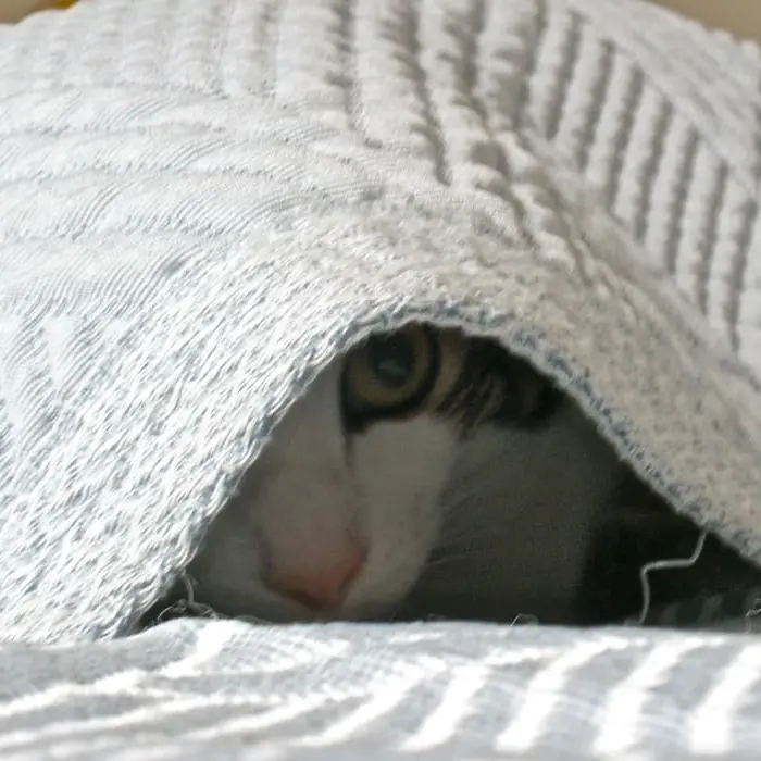 Featured image for “Omiin oloihinsa vetäytyjät”