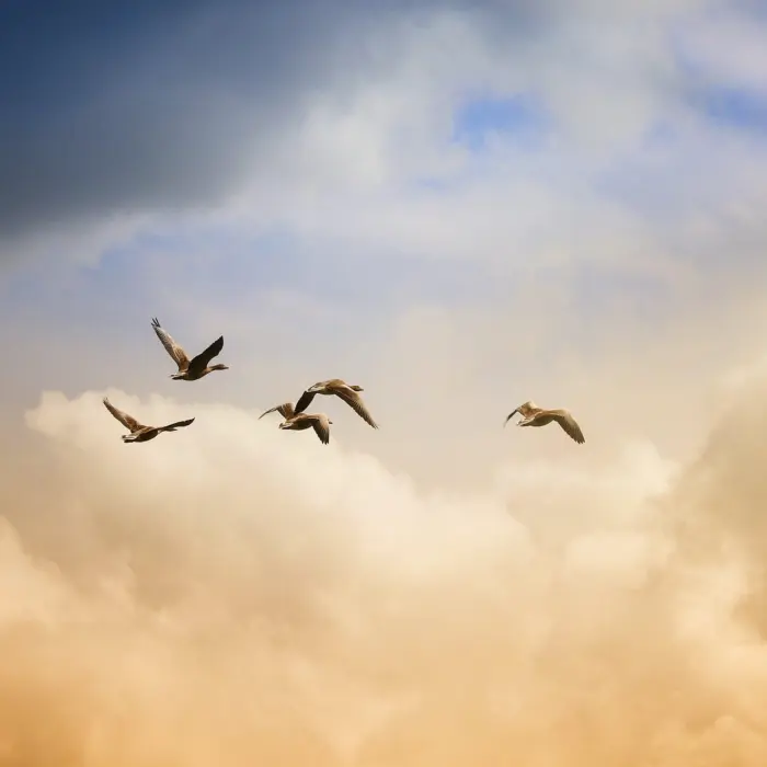 Featured image for “Kansallisen perustuslain perusoikeussäännösten ”sokeus” luterilaisen tunnustuksen edellyttämälle uskonnon ja omantunnon vapaudelle”